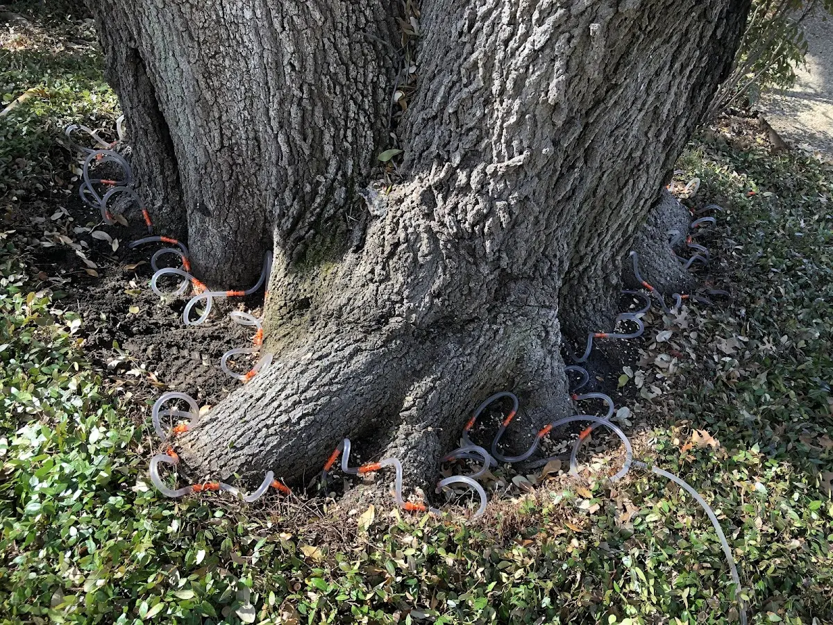 Detailed Tree Cabling and Bracing job site in West Mineral